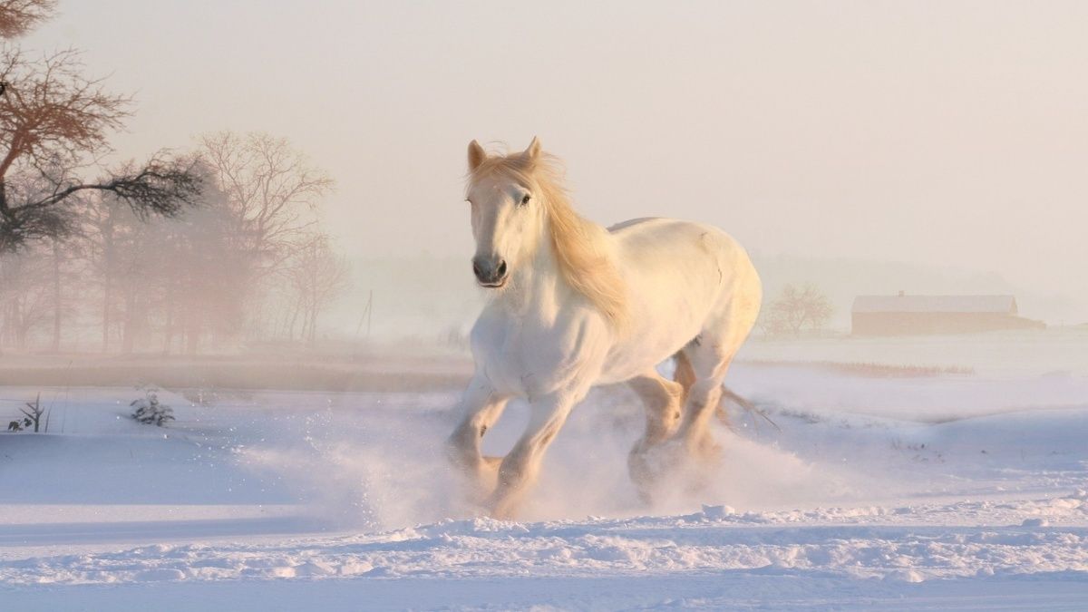 horse